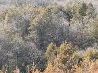 000000 Ozark Scenic, Branson, MO 65616 photo 5