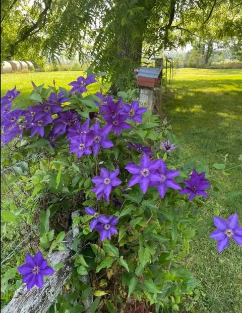 Rr 1 Box 750, Vanzant, MO 65768 photo 59