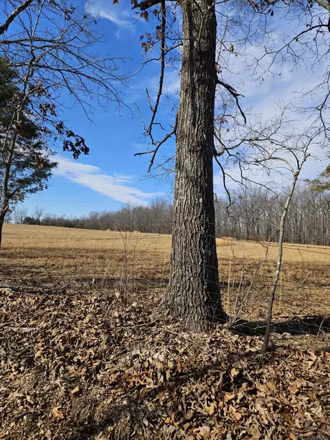 000 Cr 513, Gainesville, MO 65655 photo 3