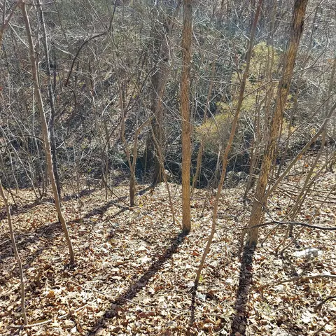 000 Ac Hwy, Dora, MO 65637 photo 14