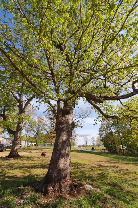 779 State Highway 32, Buffalo, MO 65622 photo 7