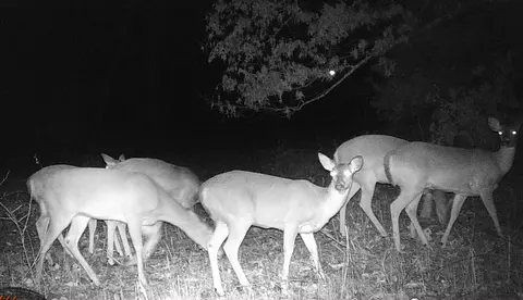 000 County Road 372, Dora, MO 65637 photo 3