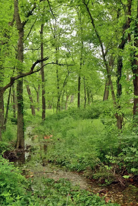 2004 S 22nd Ave, Ozark, MO 65721 photo 6