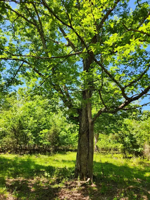 000 County Road 3330, Mountain View, MO 65548 photo 21