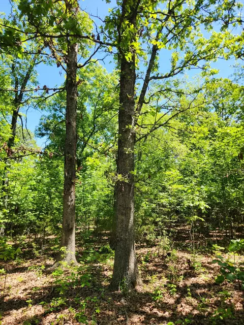 000 County Road 3330, Mountain View, MO 65548 photo 25