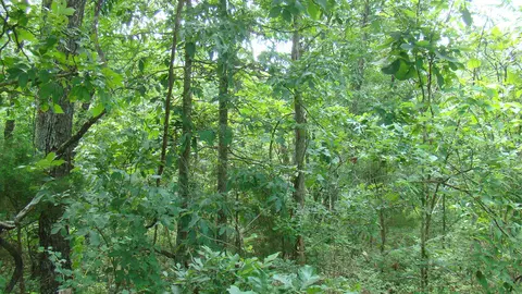Tbd State Route Y, Mountain View, MO 65548 photo 6