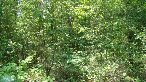 Tbd State Route Y, Mountain View, MO 65548 photo 7