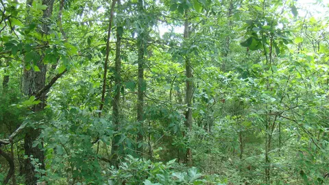 Tbd State Route Y, Mountain View, MO 65548 photo 6