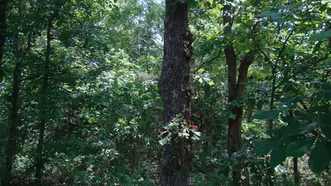 tbd County Road 3940, Mountain View, MO 65548 photo 7