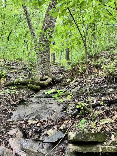 000 Jeffery, Cape Fair, MO 65624 photo 14