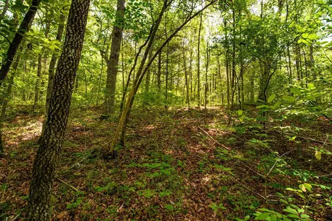 tbd Valley View Rd, Forsyth, MO 65653 photo 30