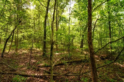 tbd Valley View Rd, Forsyth, MO 65653 photo 29