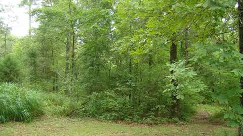 Tbd State Route 0, Mountain View, MO 65548 photo 19