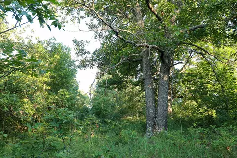 000 Vineyard Ln, Tunas, MO 65764 photo 10