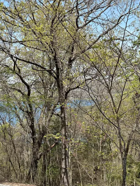 lot75 Country Ln, Blue Eye, MO 65611