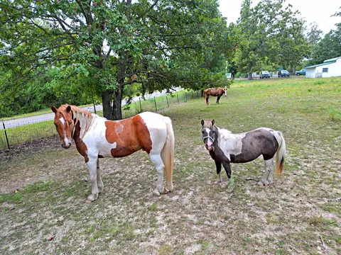 17479 State Hwy 76, Ava, MO 65608 photo 43