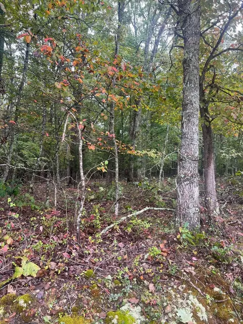 tbd County Road 3540, Mountain View, MO 65548 photo 2