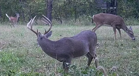 Other - tbd County Road 950, Squires, MO 65755 photo 9 of 14