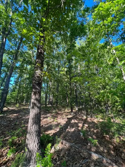 tbd County Road 553a, Gainesville, MO 65655 photo 10