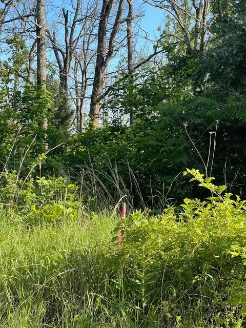tbd County Road 553a, Gainesville, MO 65655 photo 13