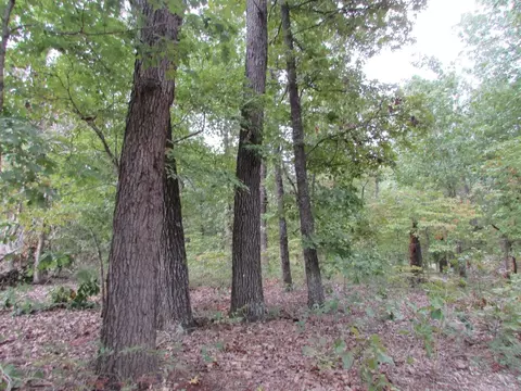 tbd County Road 553a, Gainesville, MO 65655 photo 14