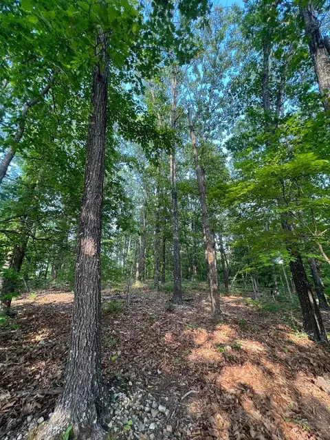 tbd County Road 553a, Gainesville, MO 65655 photo 9