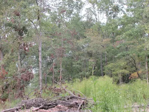 tbd County Road 553a, Gainesville, MO 65655 photo 24