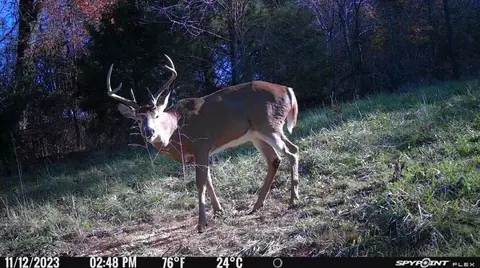 tbd Wise Hill Rd, Clever, MO 65631 photo 15
