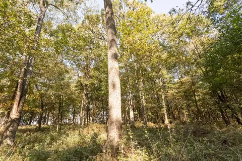 000 Washam Rd, Clever, MO 65631 photo 17