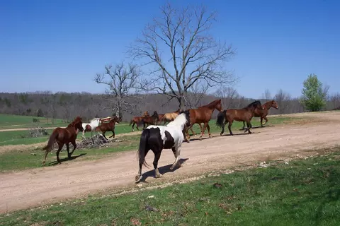 000 County Road 422, Ava, MO 65608 photo 38