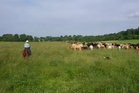 000 County Road 422, Ava, MO 65608 photo 5