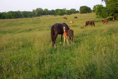 000 County Road 422, Ava, MO 65608 photo 32