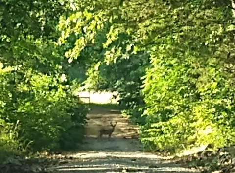 000 County Road 422, Ava, MO 65608 photo 19