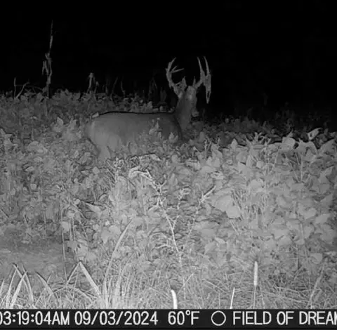 491 Low Gap Rd, Noel, MO 64854 photo 89