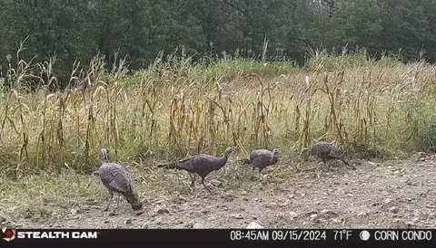 491 Low Gap Rd, Noel, MO 64854 photo 88