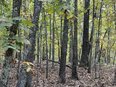 lot3 County Road 113, Alton, MO 65606
