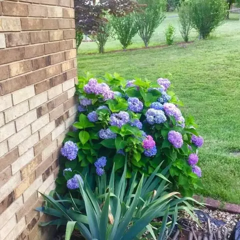 1406 Windsor Ct, Nixa, MO 65714 photo 32