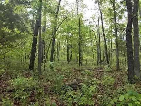 000 County Road 522, Gainesville, MO 65655 photo 50