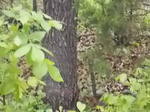 000 County Road 522, Gainesville, MO 65655 photo 45
