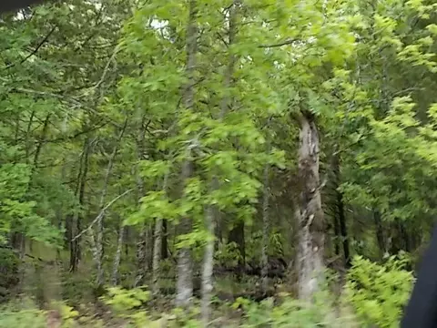 000 County Road 522, Gainesville, MO 65655 photo 33