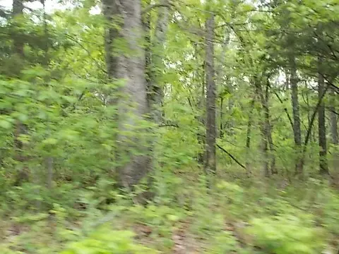 000 County Road 522, Gainesville, MO 65655 photo 38