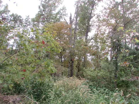 000 County Road 522, Gainesville, MO 65655 photo 12