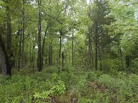 000 County Road 522, Gainesville, MO 65655 photo 51