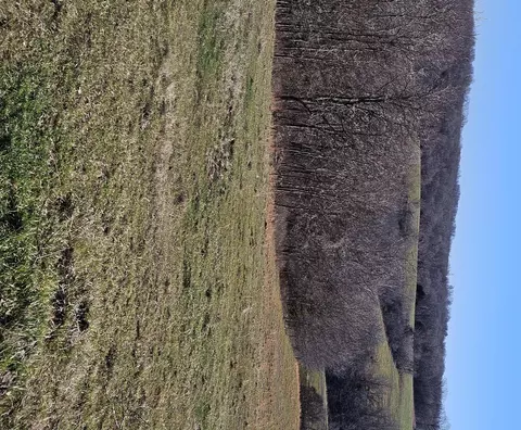 20 44 Low Gap Rd, Noel, MO 64854 photo 4
