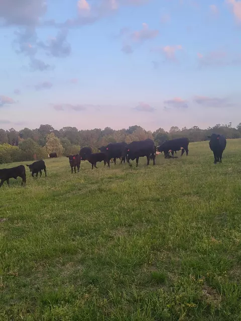 40 19 Acre Low Gap Rd, Noel, MO 64854 photo 3