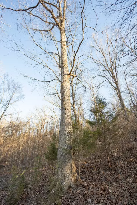 6955 Chadwick Rd, Chadwick, MO 65629 photo 65