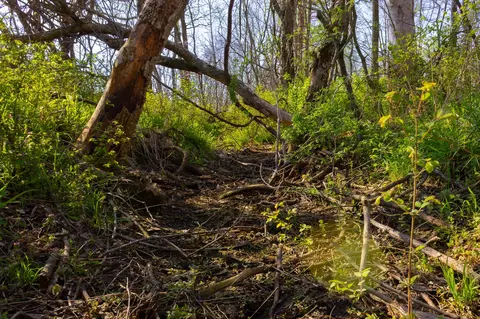 000 County Trails Rd, Conway, MO 65632 photo 41