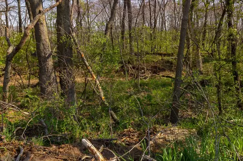 000 County Trails Rd, Conway, MO 65632 photo 13