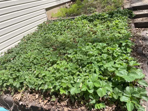 Exterior - 1913 Wayside Ln, Ava, MO 65608 photo 6 of 11