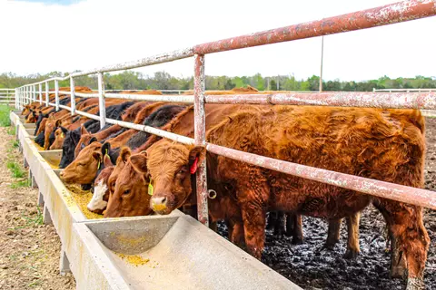 1602 NE 1289 Rd, Osceola, MO 64776